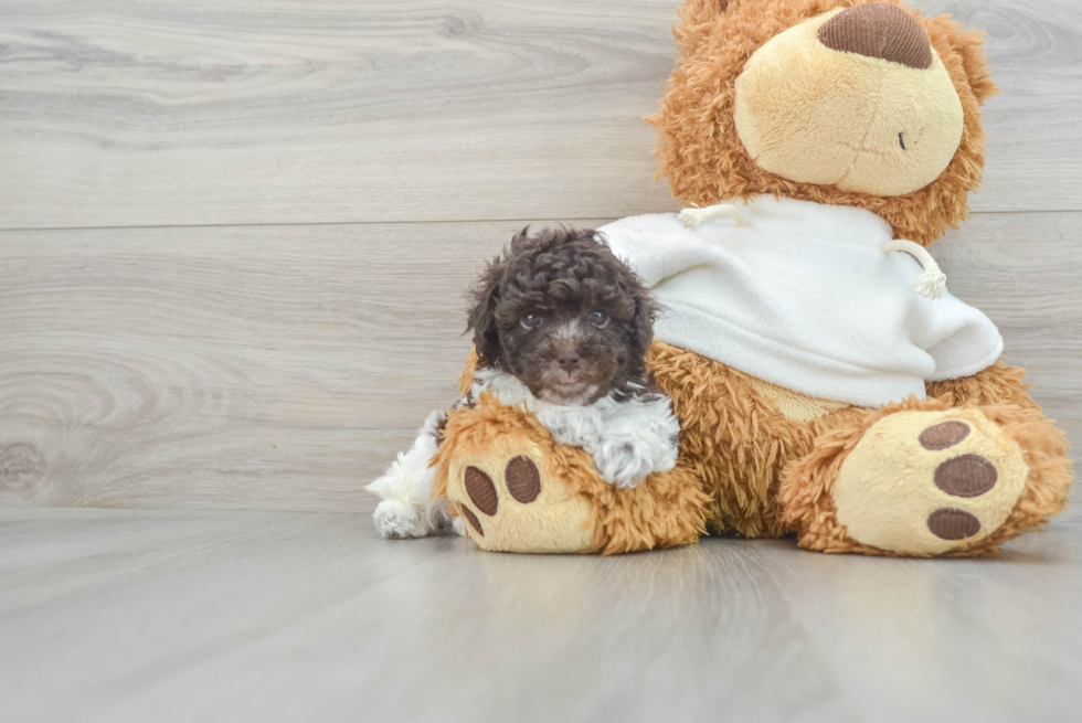 Hypoallergenic Poodle Baby