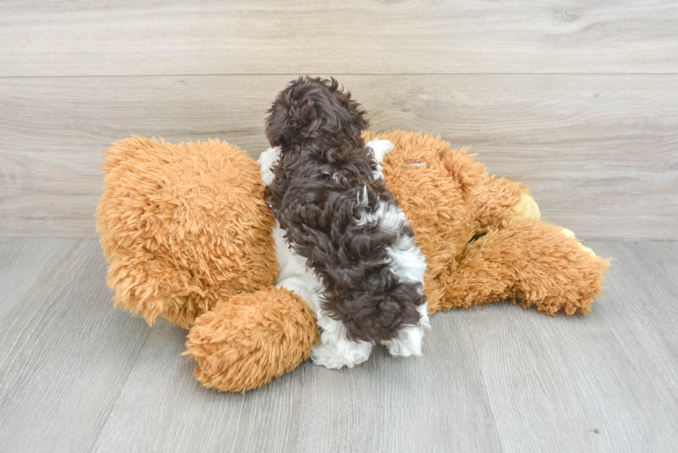 Fluffy Pudle Purebred Puppy