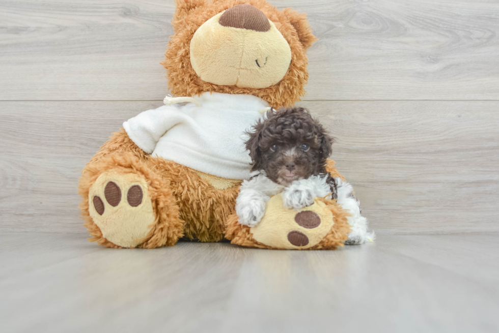 Smart Pudle Purebred Puppy