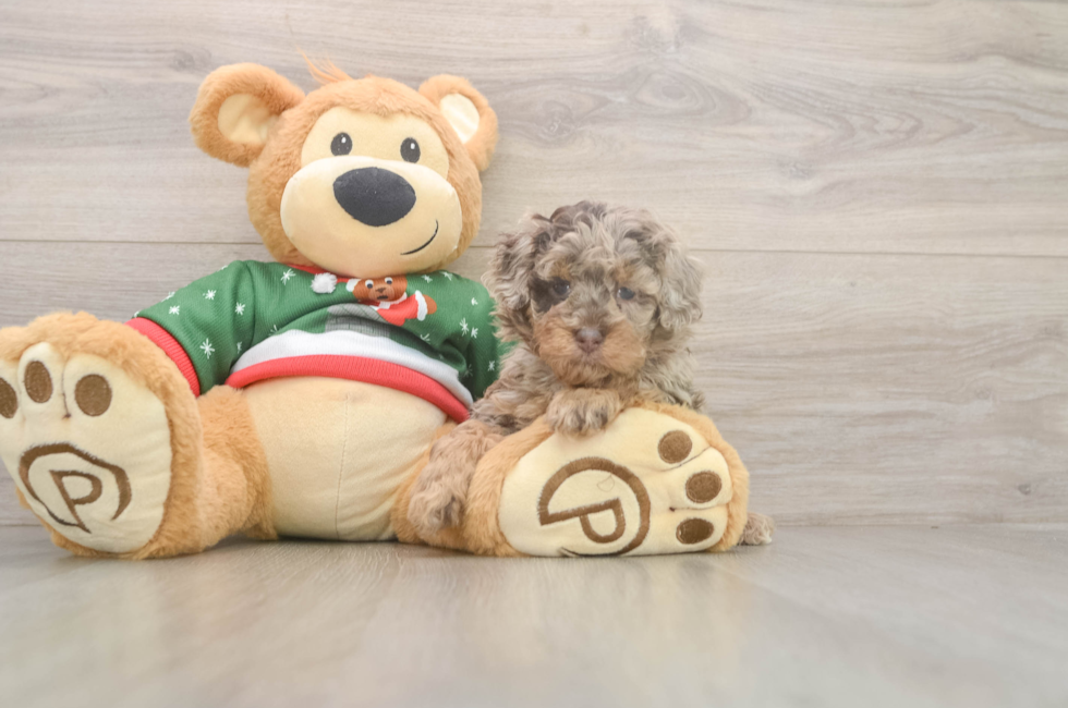 7 week old Poodle Puppy For Sale - Premier Pups