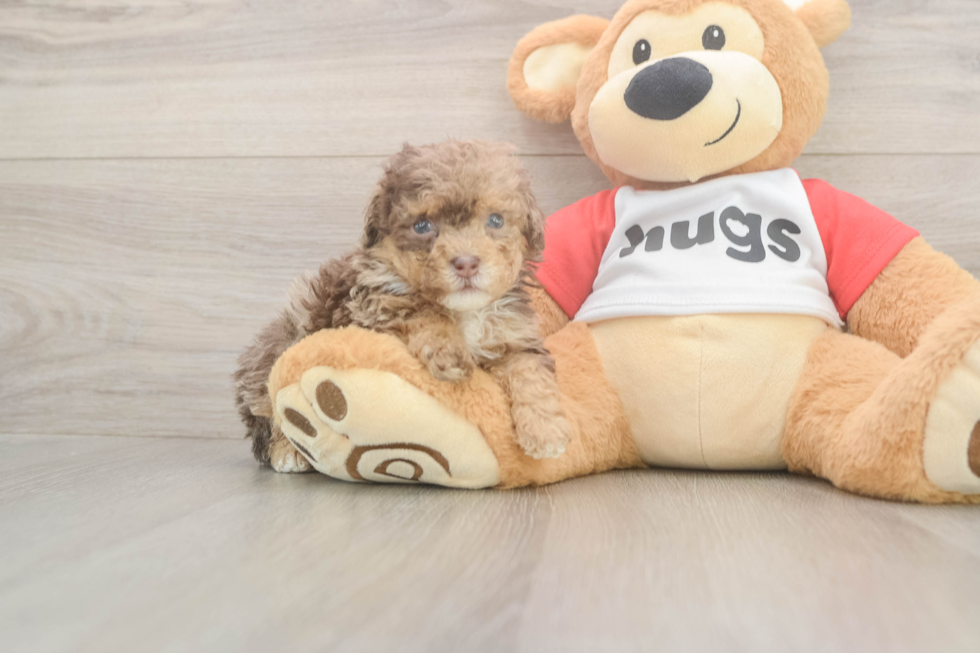 Popular Poodle Purebred Pup