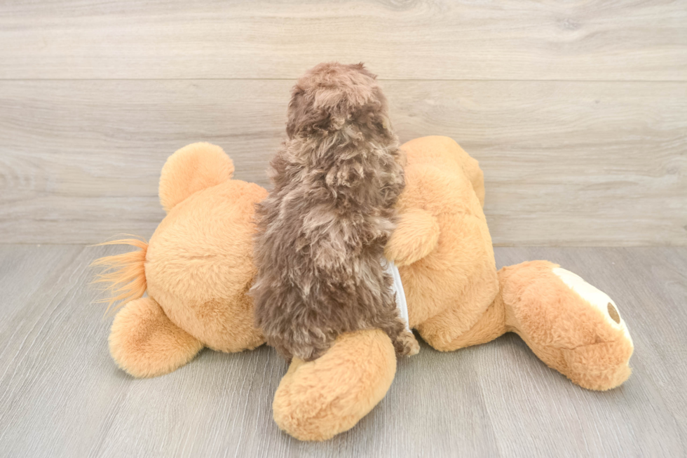 Smart Caniche Purebred Puppy