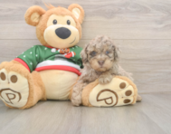 7 week old Poodle Puppy For Sale - Premier Pups