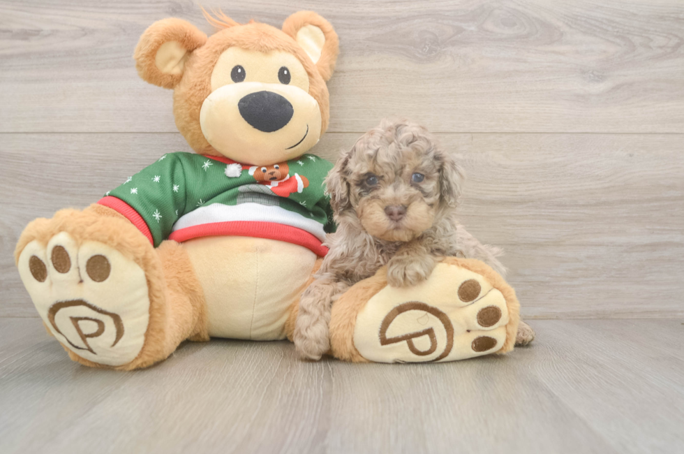 7 week old Poodle Puppy For Sale - Premier Pups