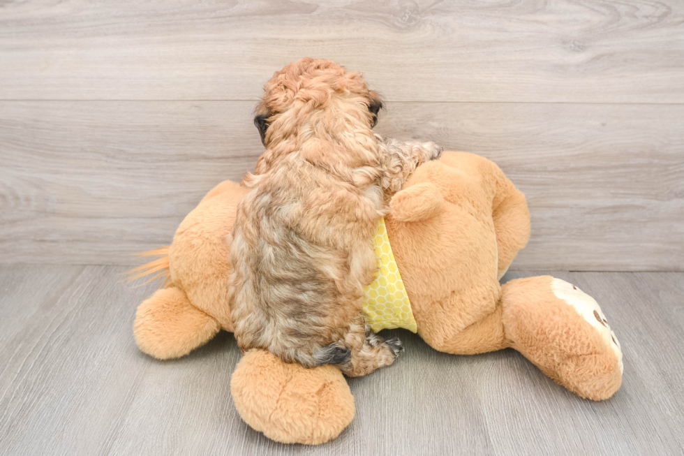 Poodle Puppy for Adoption