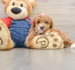 5 week old Poodle Puppy For Sale - Premier Pups