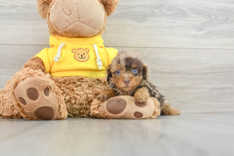 Playful Poodle Purebred Pup