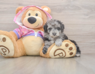 7 week old Poodle Puppy For Sale - Premier Pups
