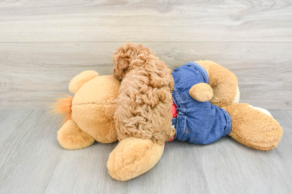 Hypoallergenic Poodle Purebred Pup