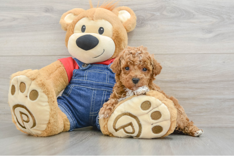 Akc Registered Poodle Purebred Pup