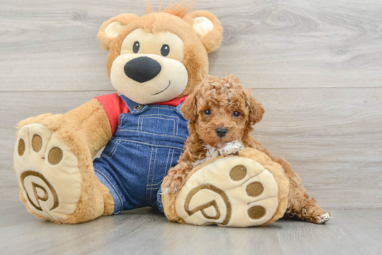 Akc Registered Poodle Purebred Pup