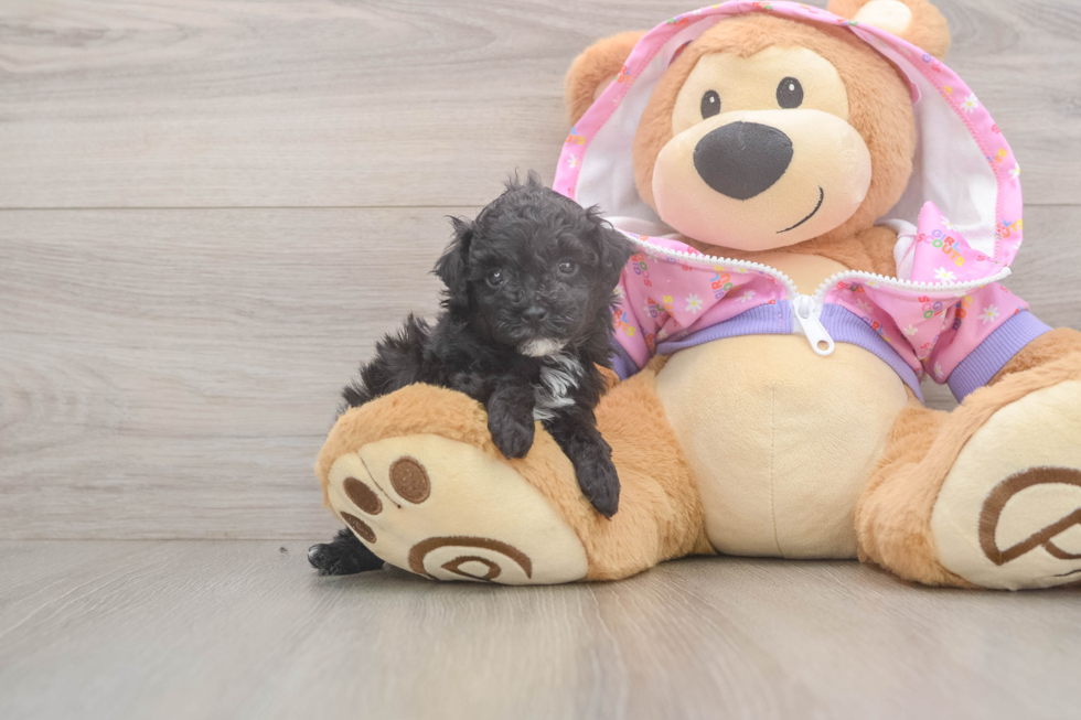 Petite Caniche Purebred Puppy