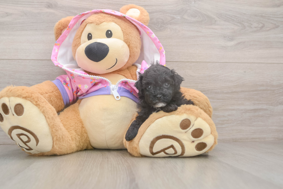 Funny Poodle Purebred Pup