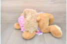 Hypoallergenic Poodle Purebred Pup