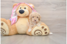Poodle Pup Being Cute