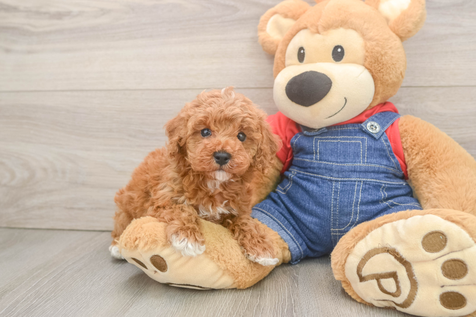 Small Poodle Purebred Pup