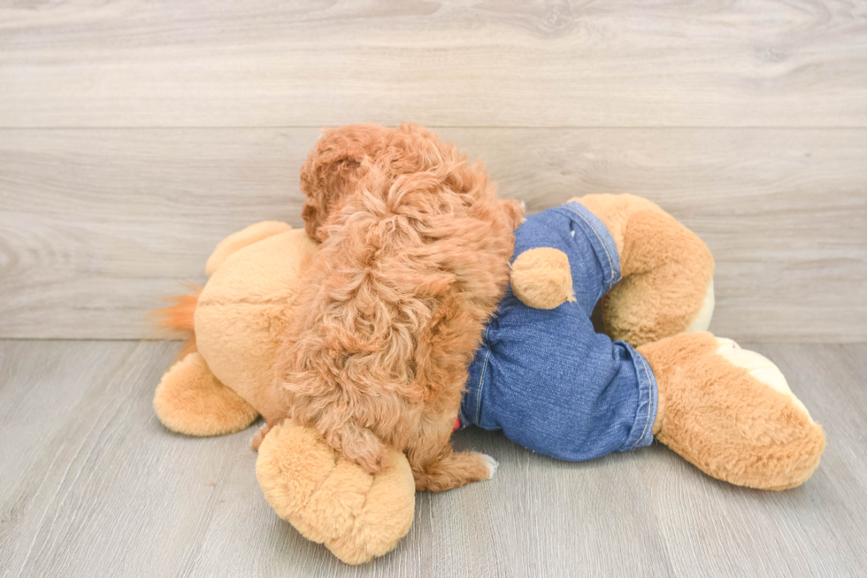 Poodle Pup Being Cute