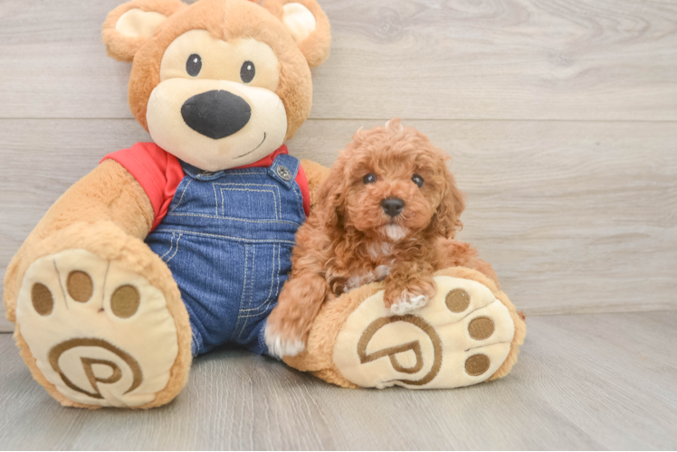 Hypoallergenic Poodle Baby