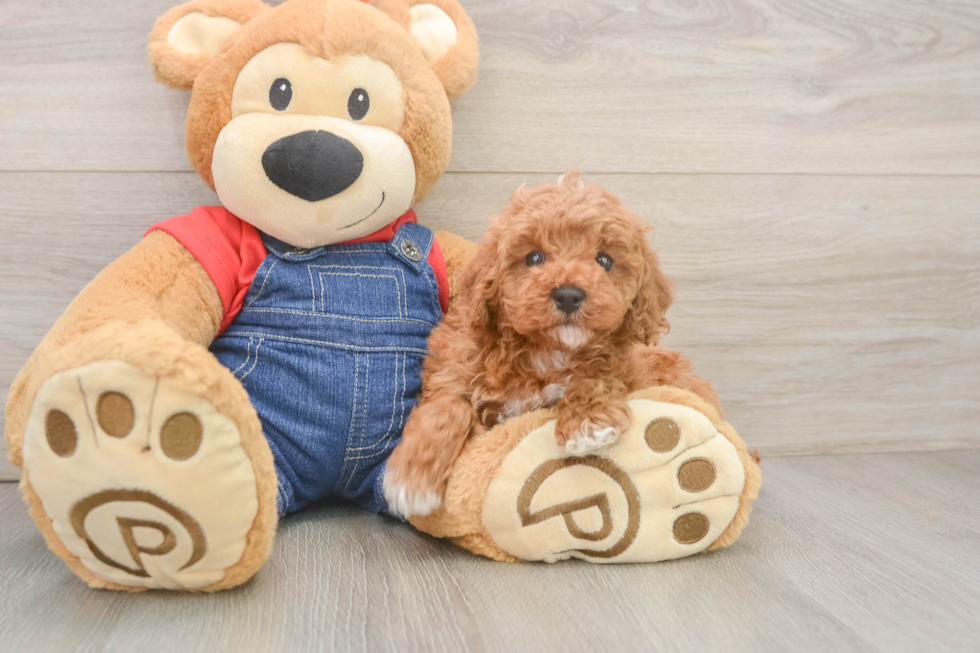 Hypoallergenic Poodle Baby