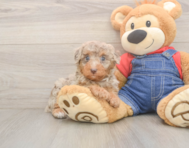 9 week old Poodle Puppy For Sale - Premier Pups