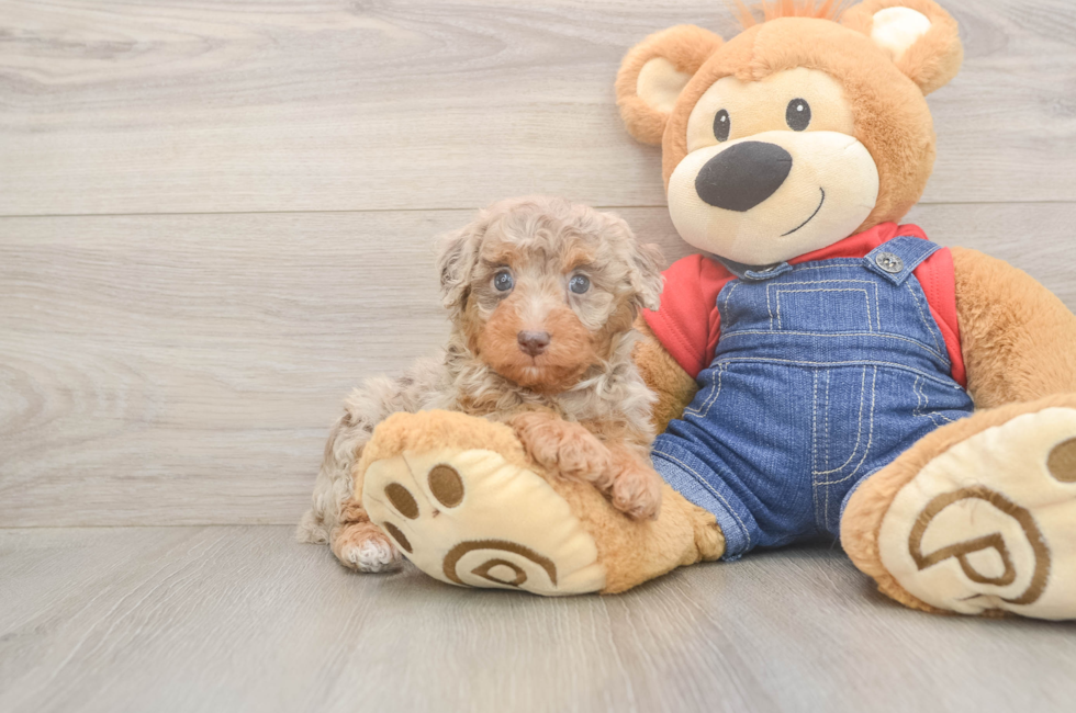 9 week old Poodle Puppy For Sale - Premier Pups