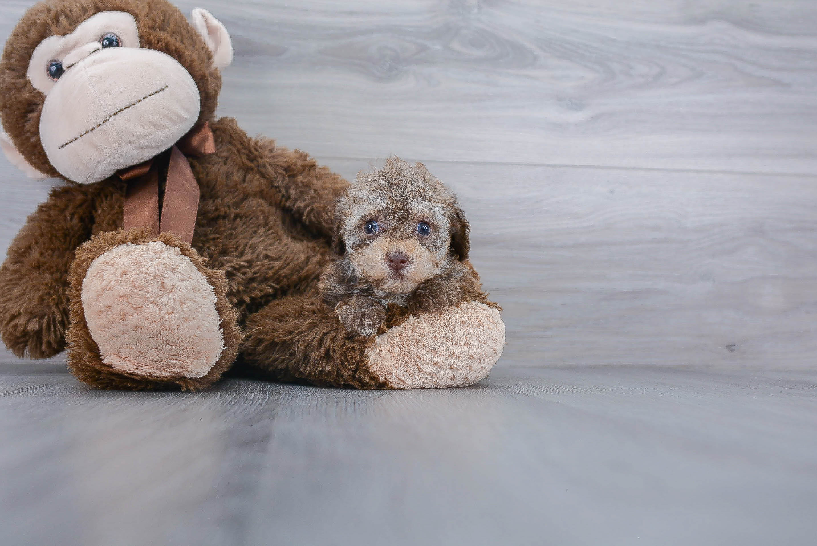 Happy Pudle Purebred Puppy