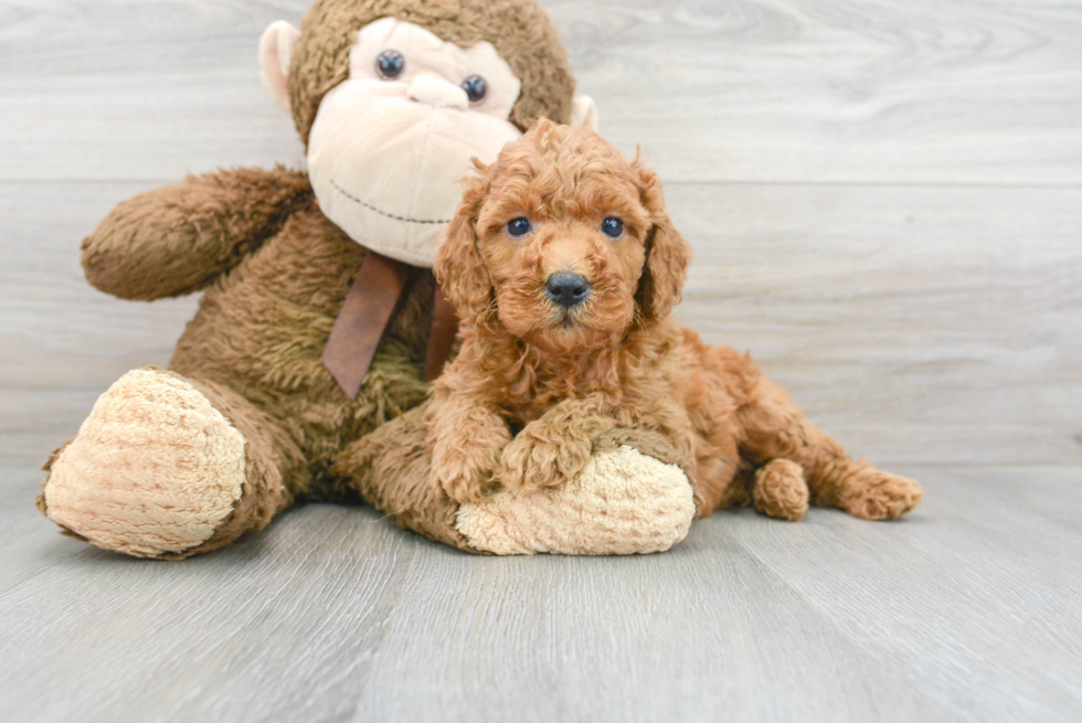 Cute Pudle Purebred Puppy