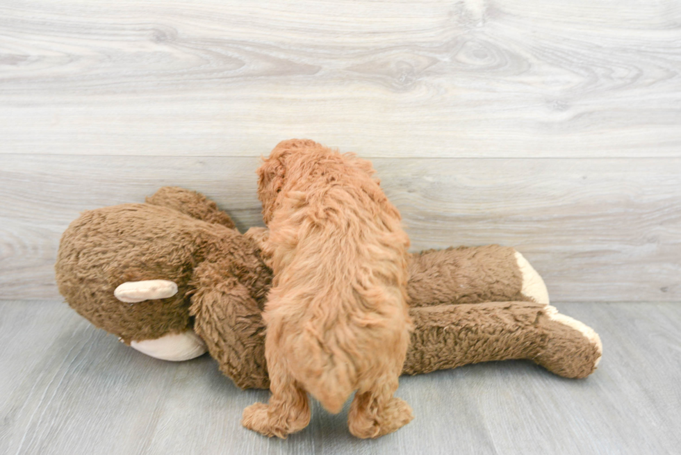 Sweet Pudle Purebred Puppy