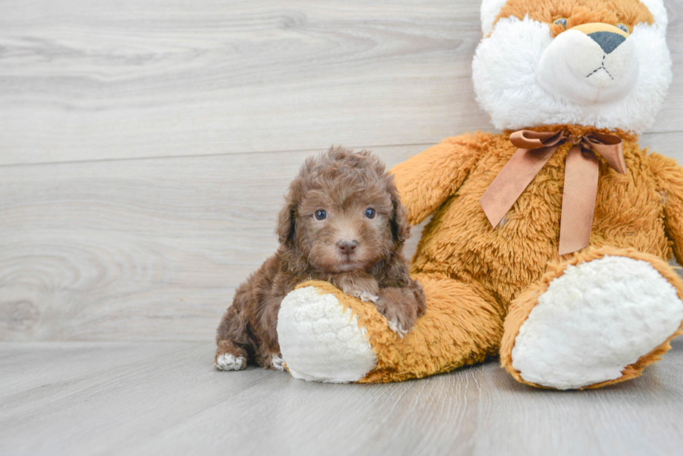 Friendly Poodle Baby