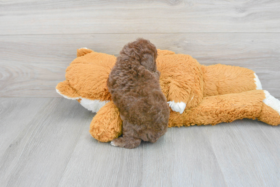 Poodle Pup Being Cute