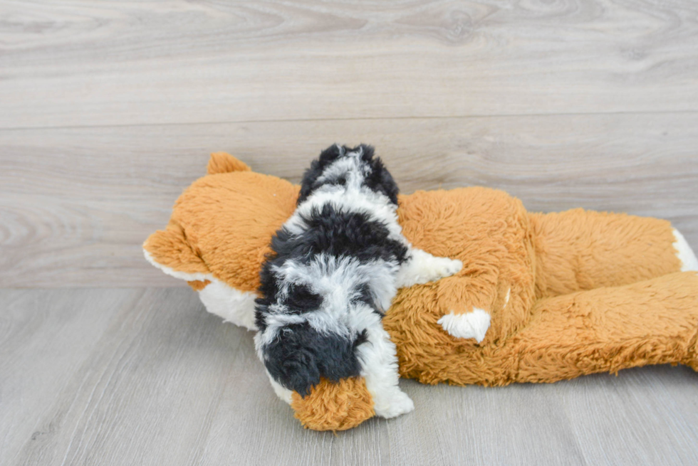 Poodle Puppy for Adoption