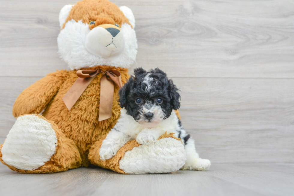 Cute Pudle Purebred Puppy