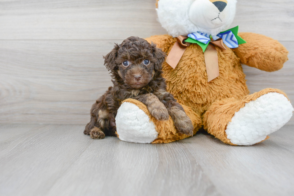 Poodle Puppy for Adoption