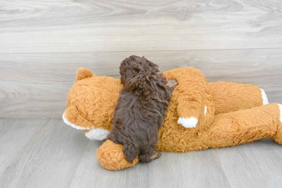 Poodle Pup Being Cute