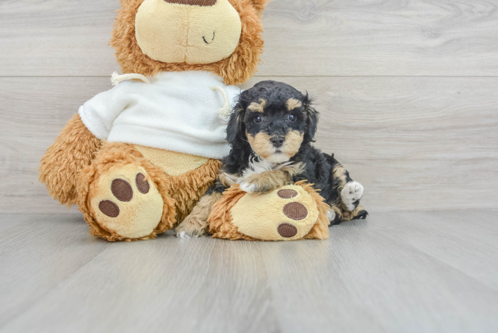 Poodle Pup Being Cute