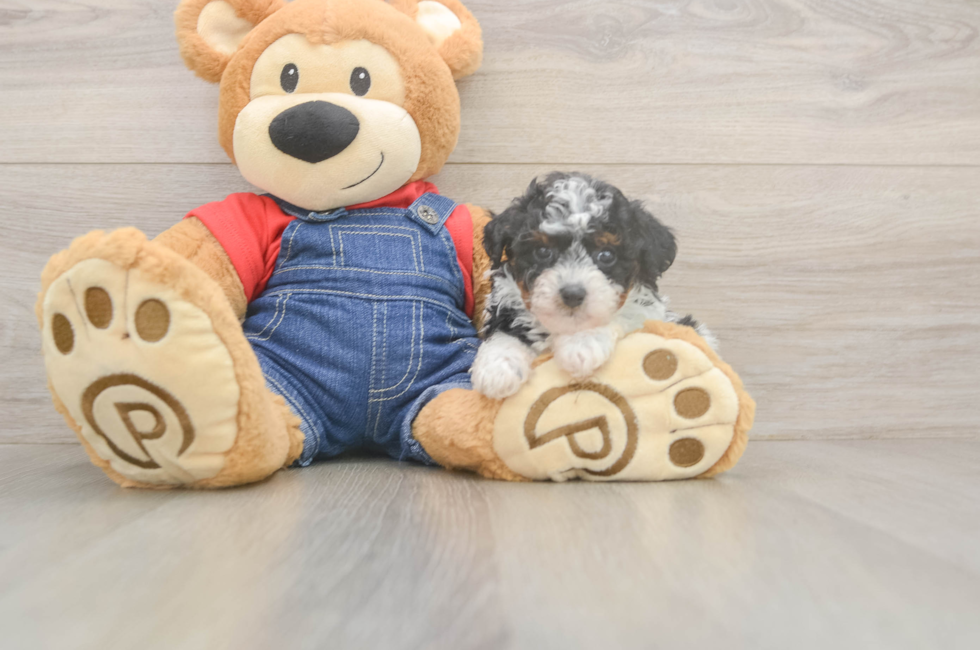 9 week old Poodle Puppy For Sale - Premier Pups