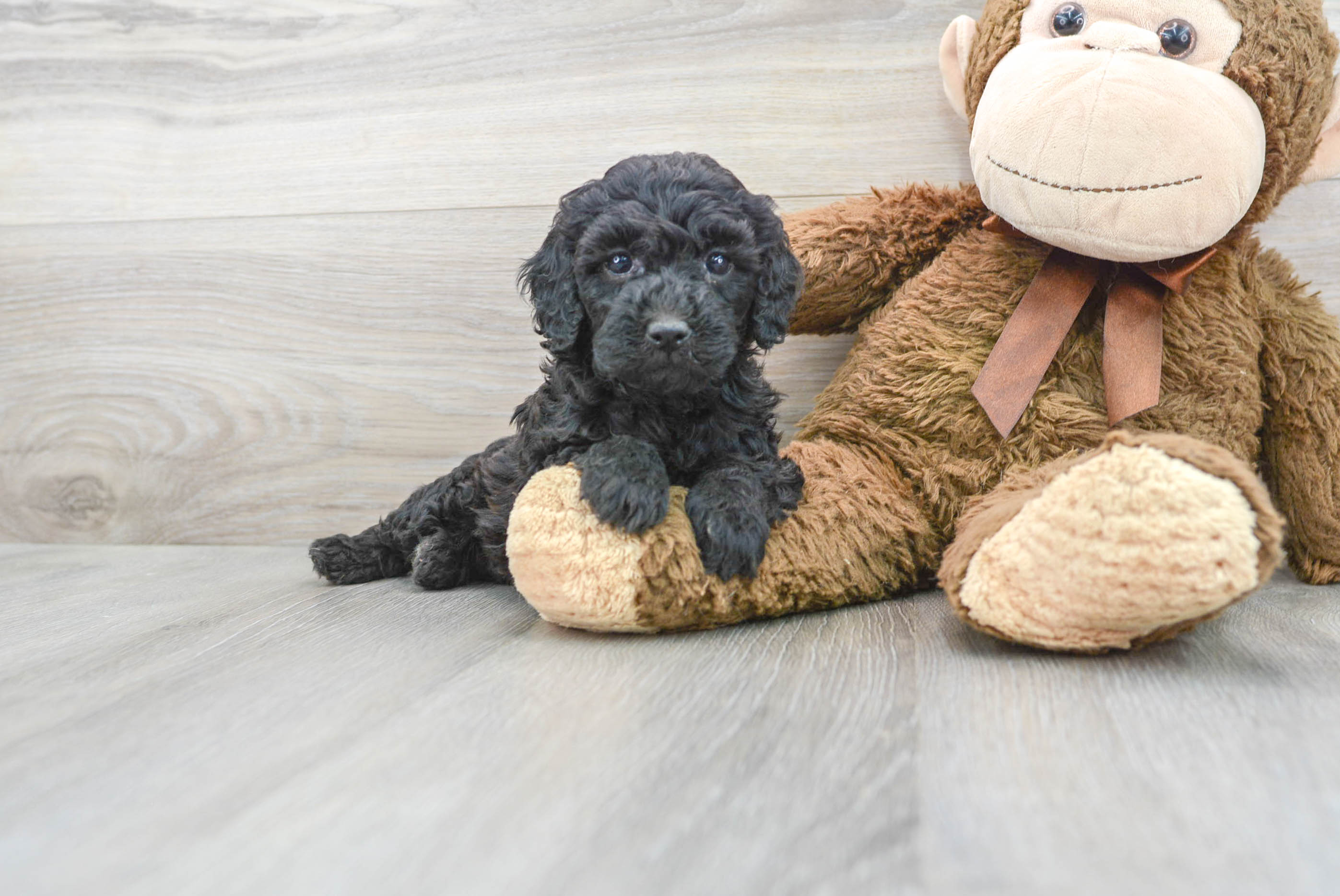Popular Poodle Baby