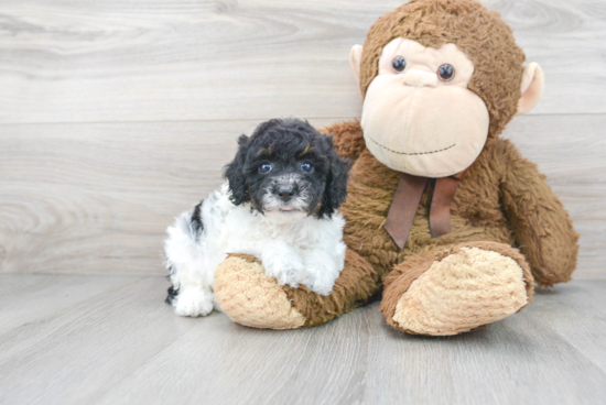 Poodle Puppy for Adoption