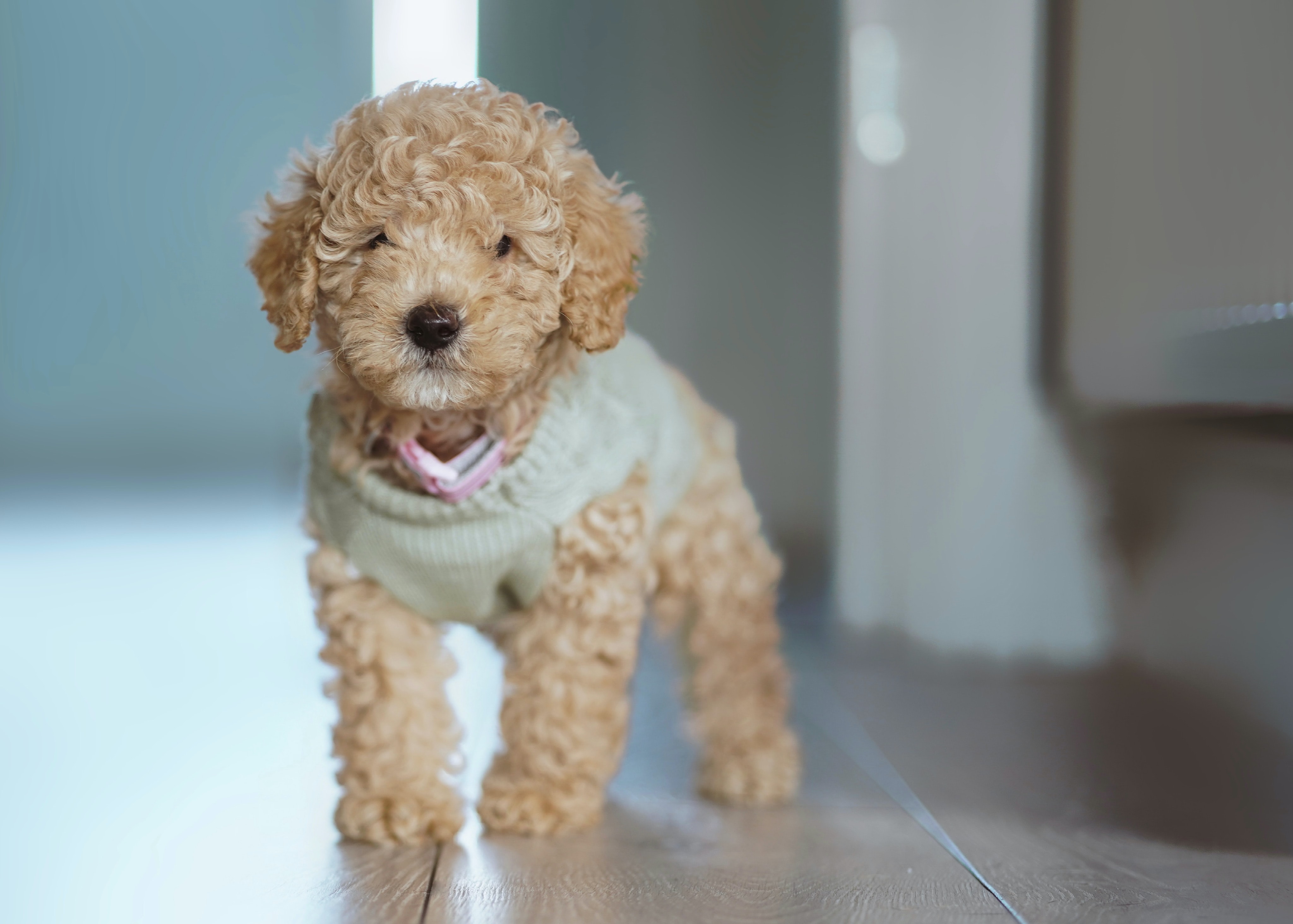 Poodle Mixes 101: An Introduction To Doodles