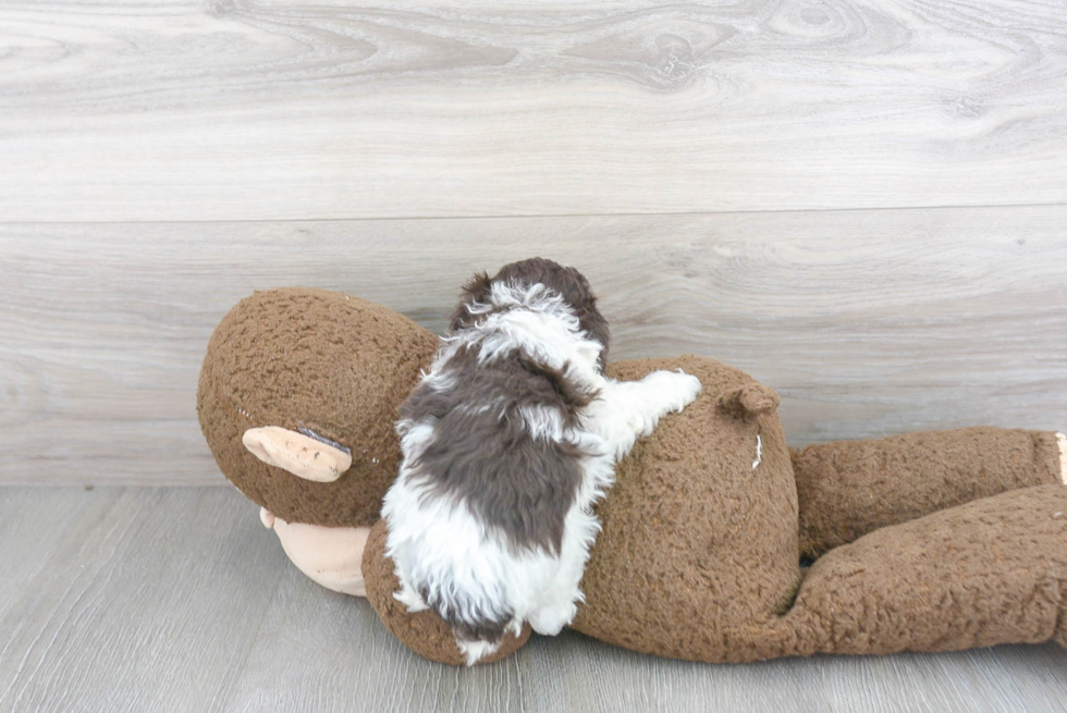 Little Poodle Purebred Pup