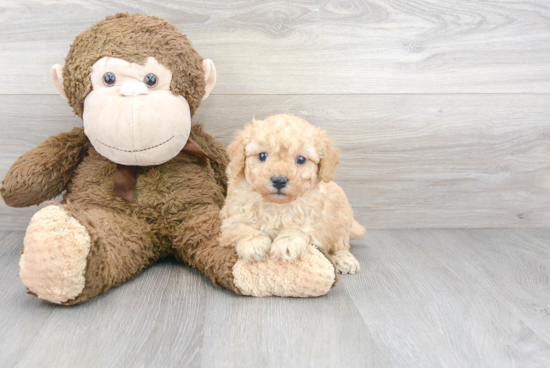 Hypoallergenic Poodle Baby