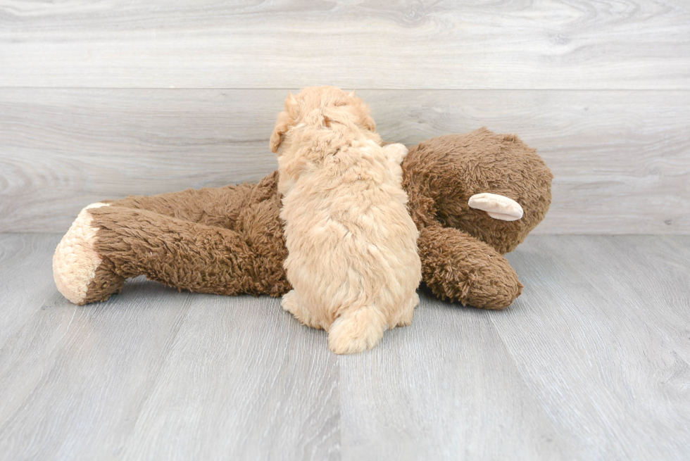 Hypoallergenic Poodle Baby