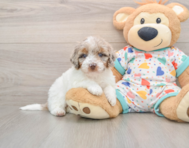 7 week old Poodle Puppy For Sale - Premier Pups