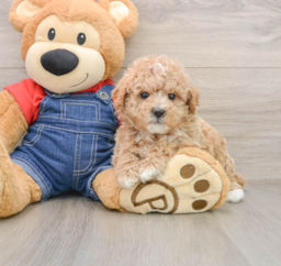 8 week old Poodle Puppy For Sale - Premier Pups