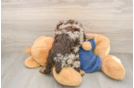 Best Poodle Baby