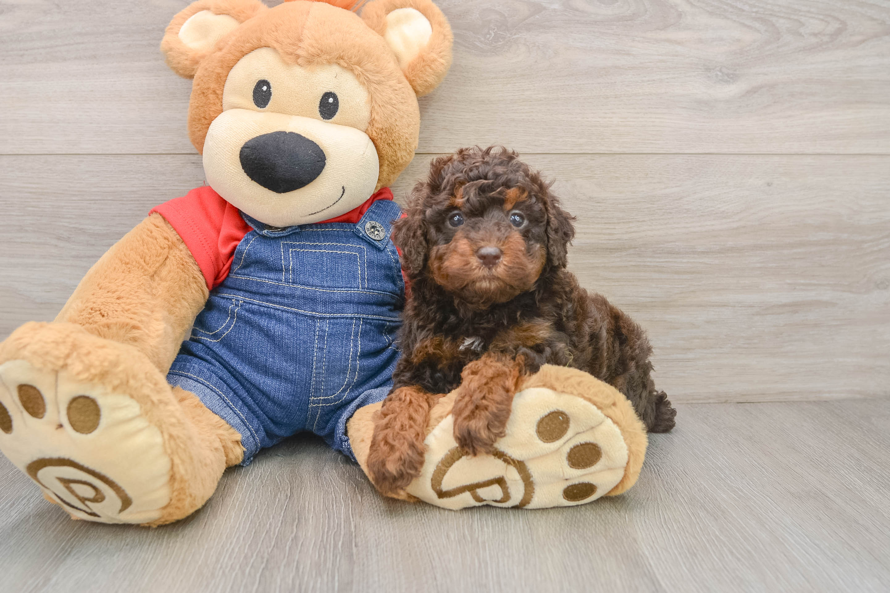 Poodle Puppy for Adoption