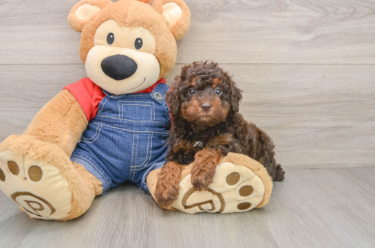 NAVEEN, a Poodle littermate