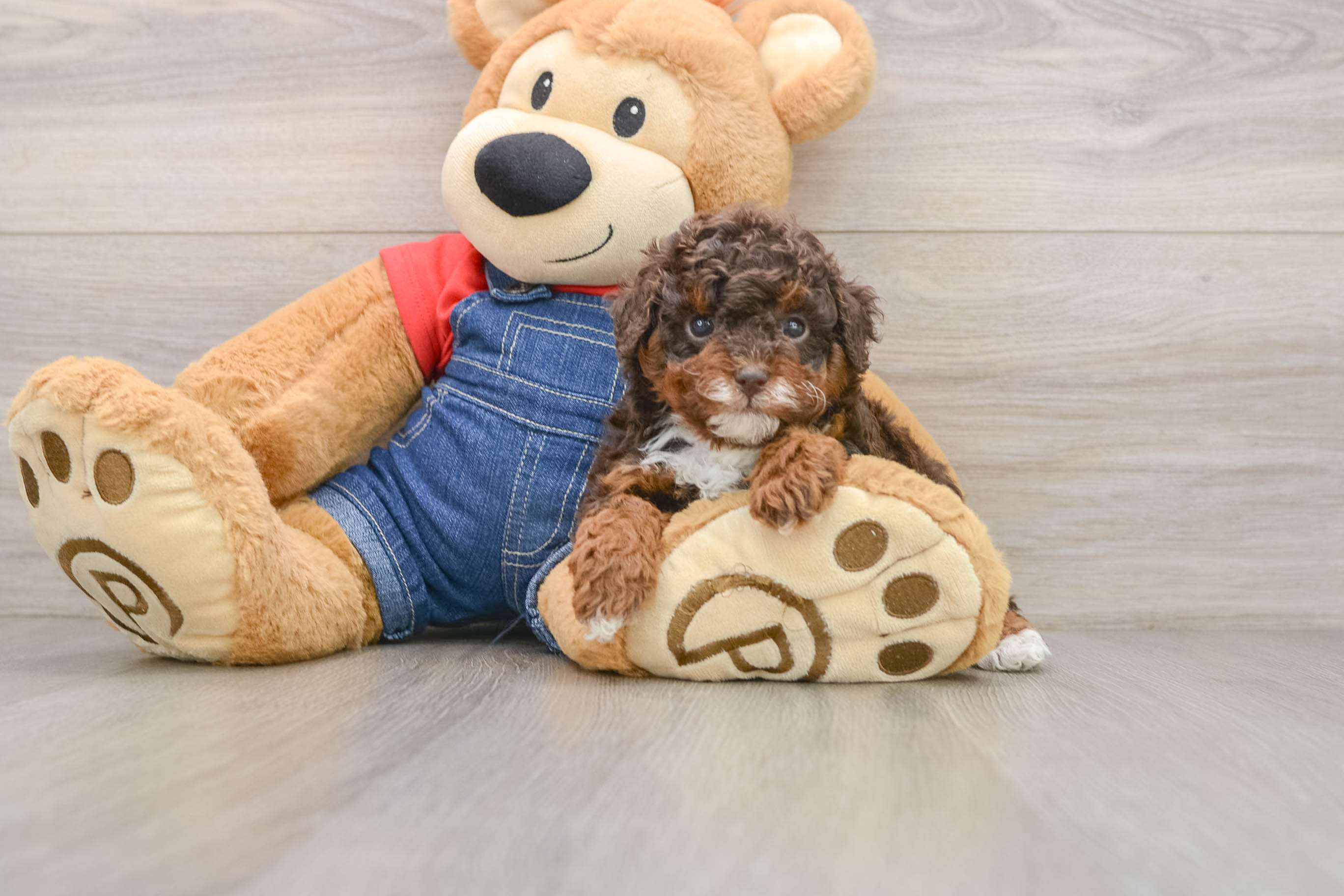 Poodle Puppy for Adoption