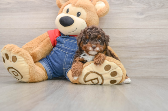 NAVI, a Poodle littermate