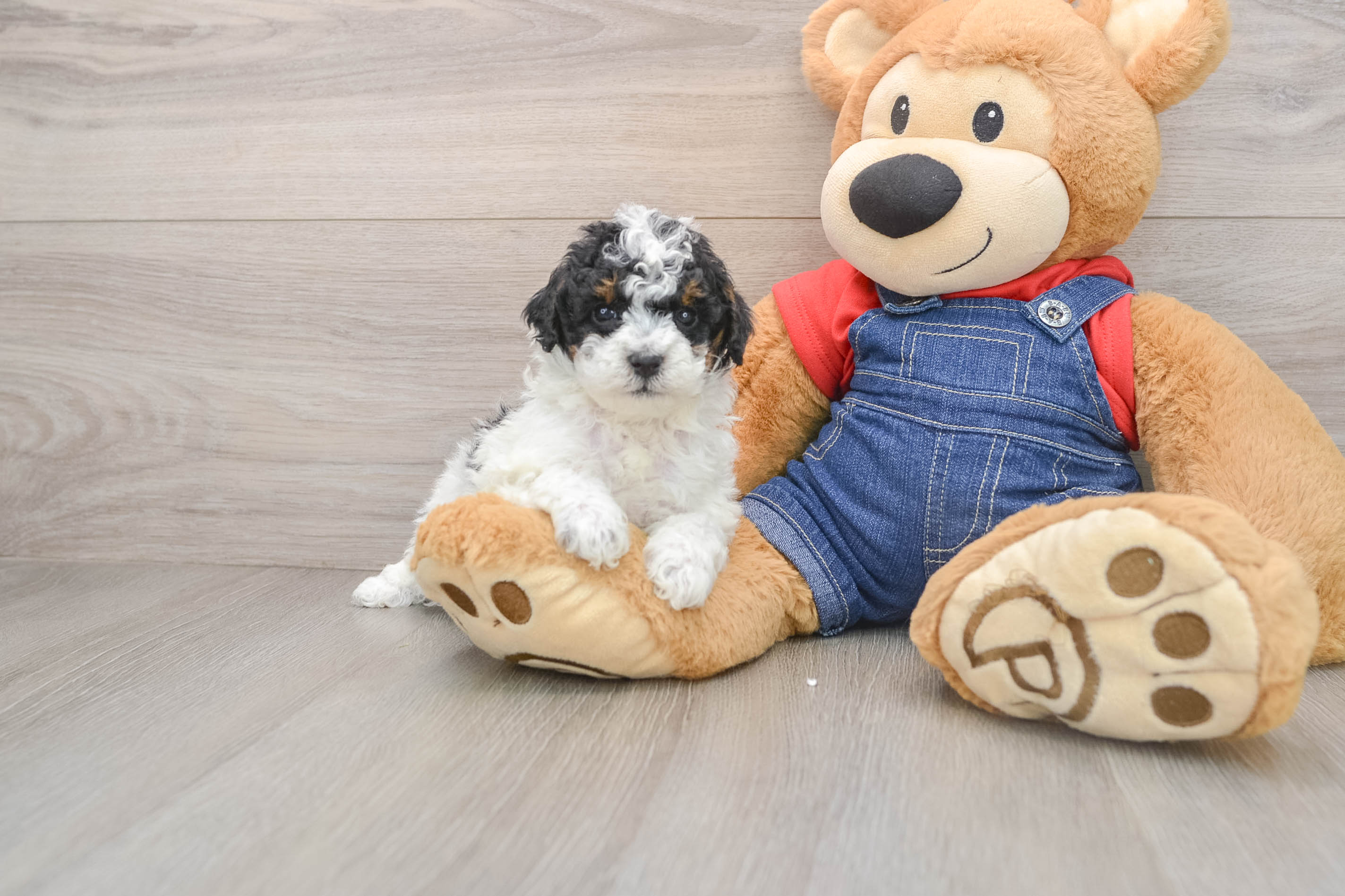 Smart Caniche Purebred Puppy
